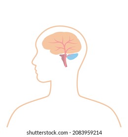 Illustration with brain internal organ. Human body anatomy. Health care and medical image.