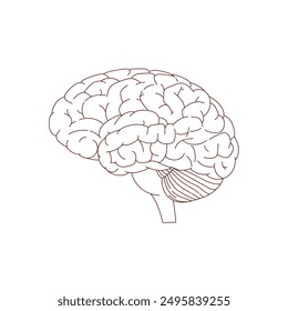 illustration of a brain in linear style, hand drawn