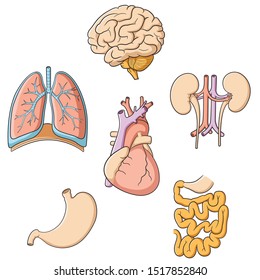 Illustration of brain, lungs, heart, kidney, stomach & small intestines.