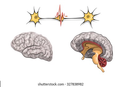 illustration of brain and nerve cells