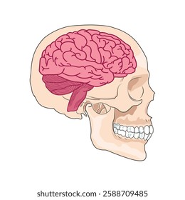 Illustration of the brain under the skull
Human. Simple thin line brain vector. Brain icon. Human brain illustration.