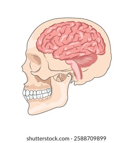Illustration of the brain under the skull
Human. Simple thin line brain vector. Brain icon. Human brain illustration.