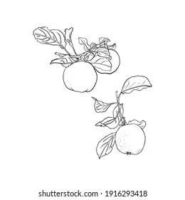 Illustration of a branch with apple, quince fruits isolated by liner. Fruit fruits for the press on the printer, preparation for designers, agriculture, coloring, saplings