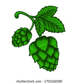 illustration of branch of beer hop in engraving style. Design element for poster, label, sign, emblem, menu. Vector illustration