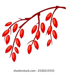 Illustration of branch with berries. Image of plant bunch.