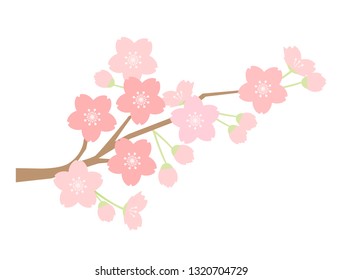 It is an illustration of a branch of cherry blossoms.