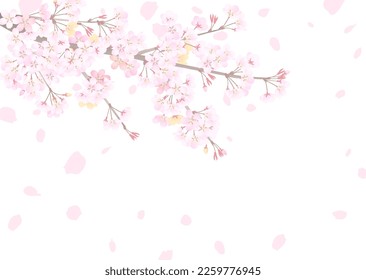 Illustration of a branch of cherry blossoms on a white background