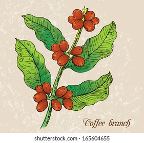 Illustration - branch of coffee
