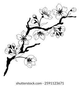 Illustration of branch with flower. Apple, sakura or cherry blossom.