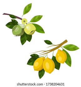 Illustration branch green apples and yellow lemons, fruits and leaves isolated on a white background. Food Design Element. Vector art Organic ripe garden, apple farm. For stickers, gliders, recipes