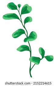 Illustration of branch and green leaves. Spring or summer stylized foliage.