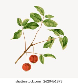 Ilustração de um ramo com folhas verdes e dois frutos vermelhos. O ramo e as folhas são detalhados, com folhas verdes vibrantes e frutos vermelhos brilhantes pendurados abaixo. Vetor de ilustração de fruta vintage.