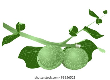 Illustration of a branch of green walnuts on a white background