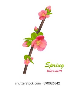 Illustration Branch of Japanese Quince (Chaenomeles japonica) in Bloom, Isolated on White Background. Spring Blossom - Vector