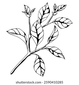 Illustration of branch with leaves. Spring or summer stylized foliage.