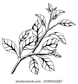 Illustration of branch with leaves. Spring or summer stylized foliage.