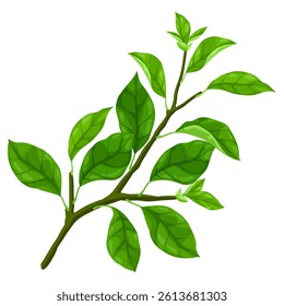 Illustration of branch with leaves. Spring or summer stylized foliage.