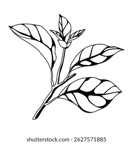 Illustration of branch with leaves. Spring or summer stylized foliage.
