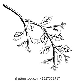 Illustration of branch with leaves. Spring or summer stylized foliage.