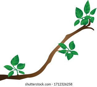 Illustration of a branch on white background. Vector