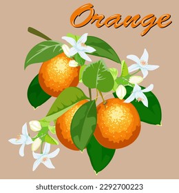 Illustration with a branch of oranges.Vector illustration with a branch of oranges on a colored background with text.