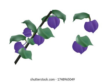 illustration of a branch of physalis purple, with leaves, with lilac closed fruits, on a white background