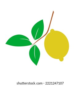 illustration of branches, leaves, lemon fruit. simple vector flat style