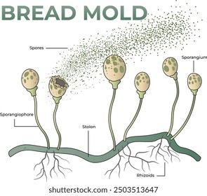 illustration of bread mold anatomy diagram