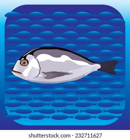 Illustration of a bream fish with background.