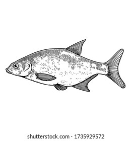 Illustration of bream fish in engraving style. Design element for logo, label, sign, poster, t shirt. Vector illustration