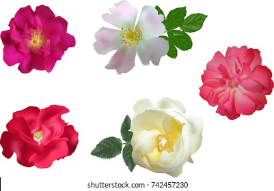 illustration with brier flowers isolated on white background