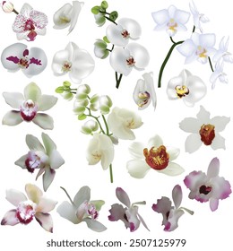 Illustration mit hellen Farben Orchideen Sammlung