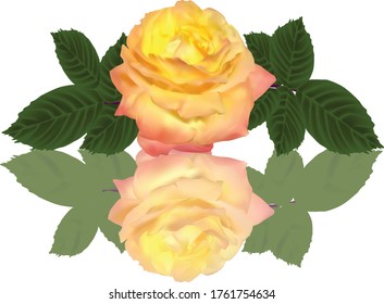 illustration with bright gold rose isolated on white background