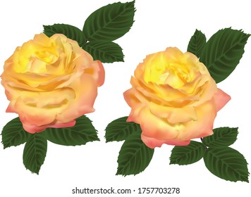 illustration with bright gold roses isolated on white background