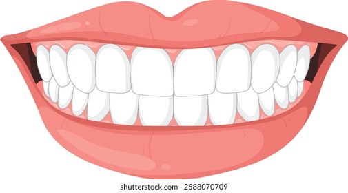 Illustration of a bright, healthy human smile