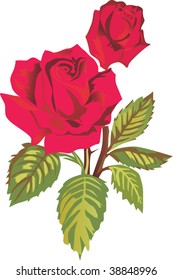 Illustration mit hellroter Rose einzeln auf weißem Hintergrund