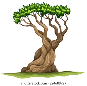 Illustration of a Bristlecone pine tree on a white background 