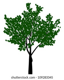 ilustración con árbol de hojas anchas aislado en fondo blanco