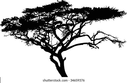 illustration with broad-leaved tree silhouette isolated on white background