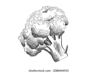 illustration of broccoli cabbage in black line, isolated on white background. Sticker, image for menu, packaging, design element