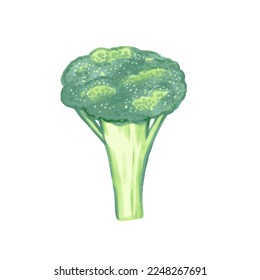 Illustration of broccoli in hand drawn cartoon watercolor style isolated on white background. Vector design element.