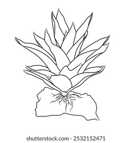 An illustration of the bromeliad plant which is a good ornamental plant as a template