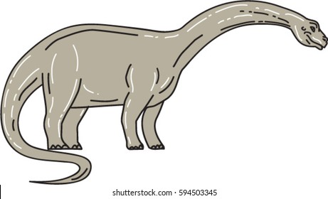 Illustration of a Brontosaurus meaning "thunder lizard, a genus of gigantic quadruped sauropod dinosaurs that lived in late Jurrasic epoch looking down viewed side set on isolated white background. 