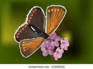 illustration with brown butterfly on small pink flowers