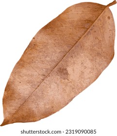 Illustration of brown dry leave