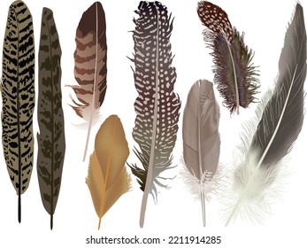 illustration with brown feathers isolated on white background