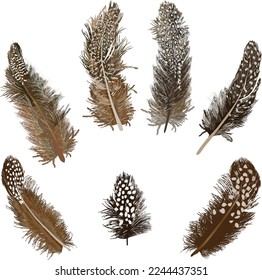 illustration with brown feathers isolated on white background