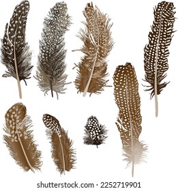 illustration with brown feathers isolated on white background