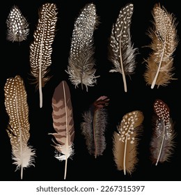 illustration with brown feathers isolated on black background