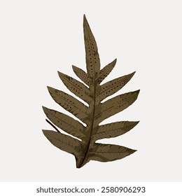 Illustration of a brown fern leaf. The fern leaf with visible veins. Brown leaf with intricate patterns. Simple fern leaf design on a light background. Vintage botanical illustration vector.